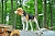 Ein Beagle steht auf einem Baumstumpf im Wald. 